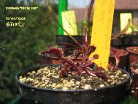 Dionaea Royal Red